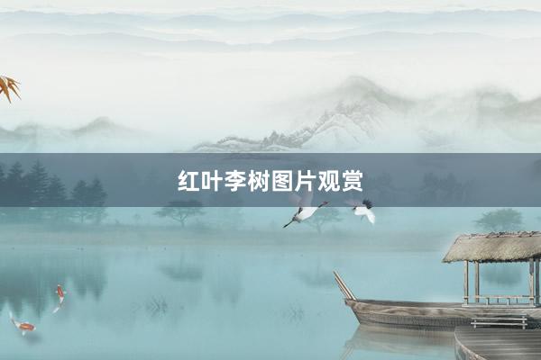 红叶李树图片观赏
